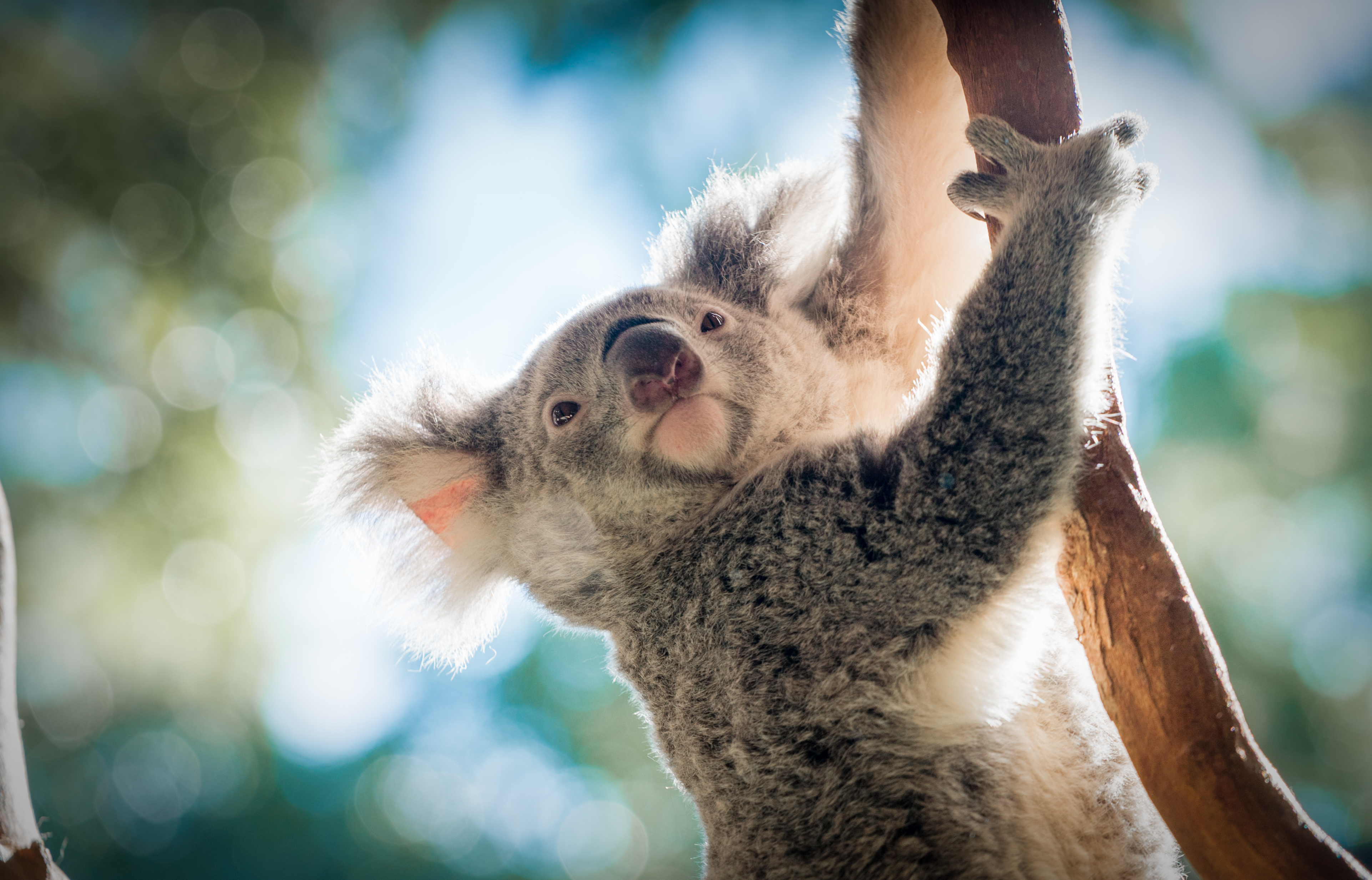 Climbing Koala