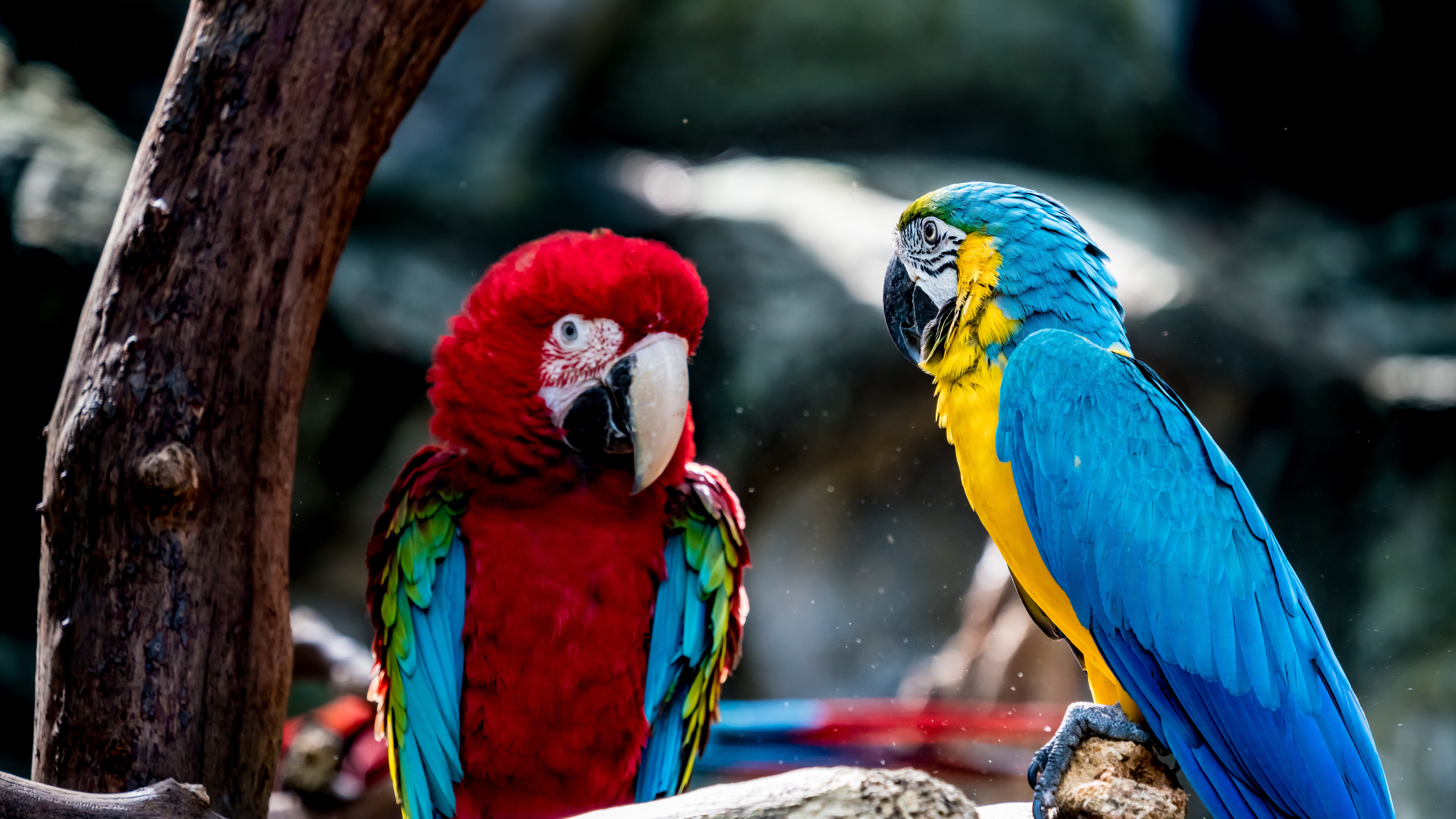 Image of Colorful macaw on branch
