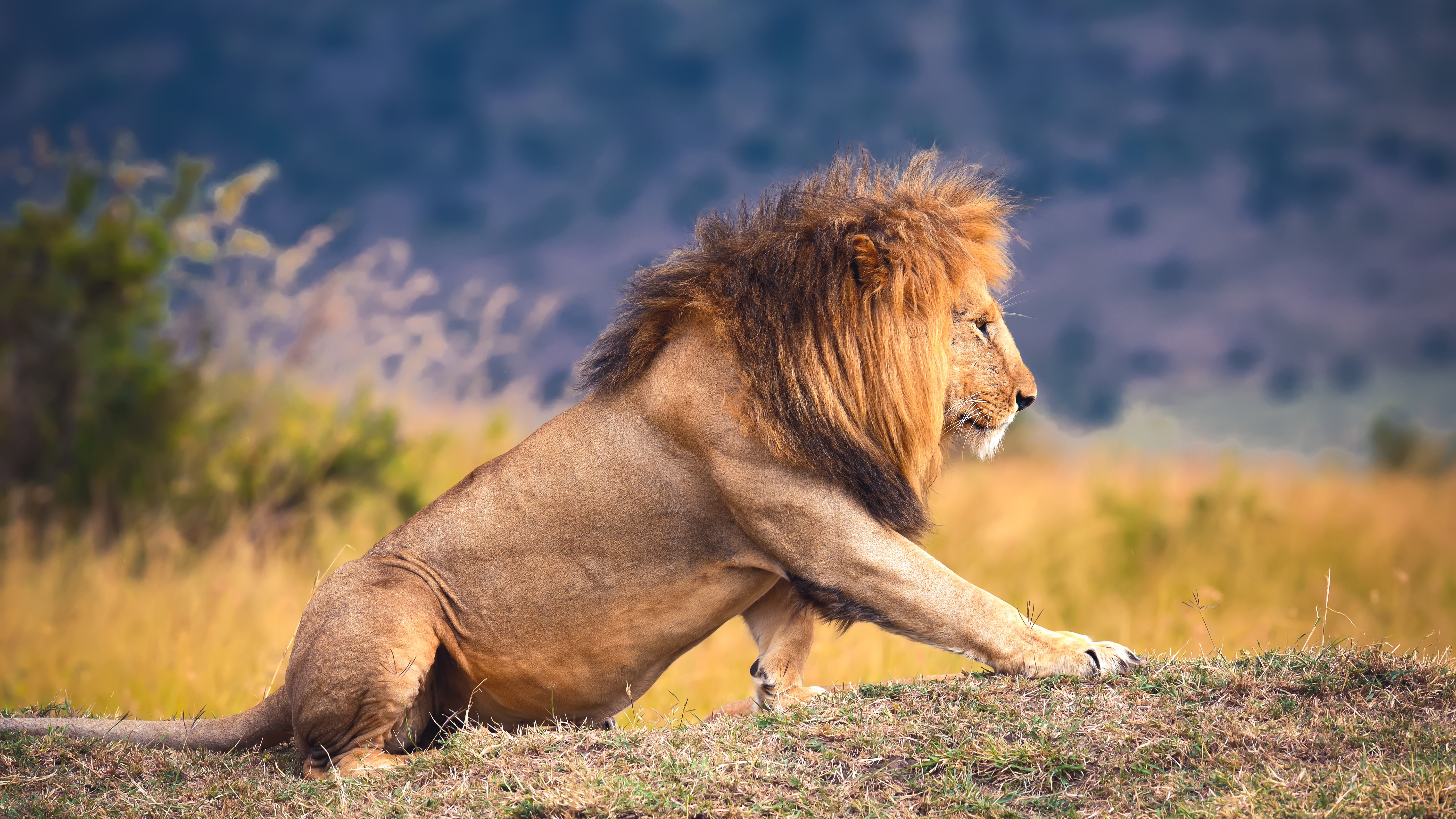 Close-up lion in National park of Kenya, Africa